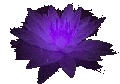 waterlily.gif