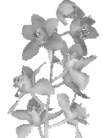 orchidspray1.gif