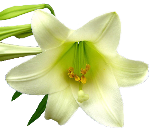 Flowers / PNG.