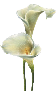 Flowers / Calla Lilies GIF's and PNG's.