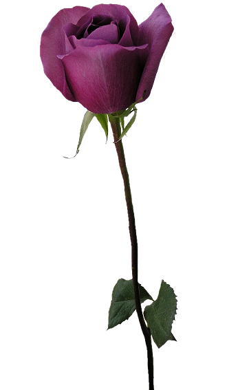 Roses/ PNGs